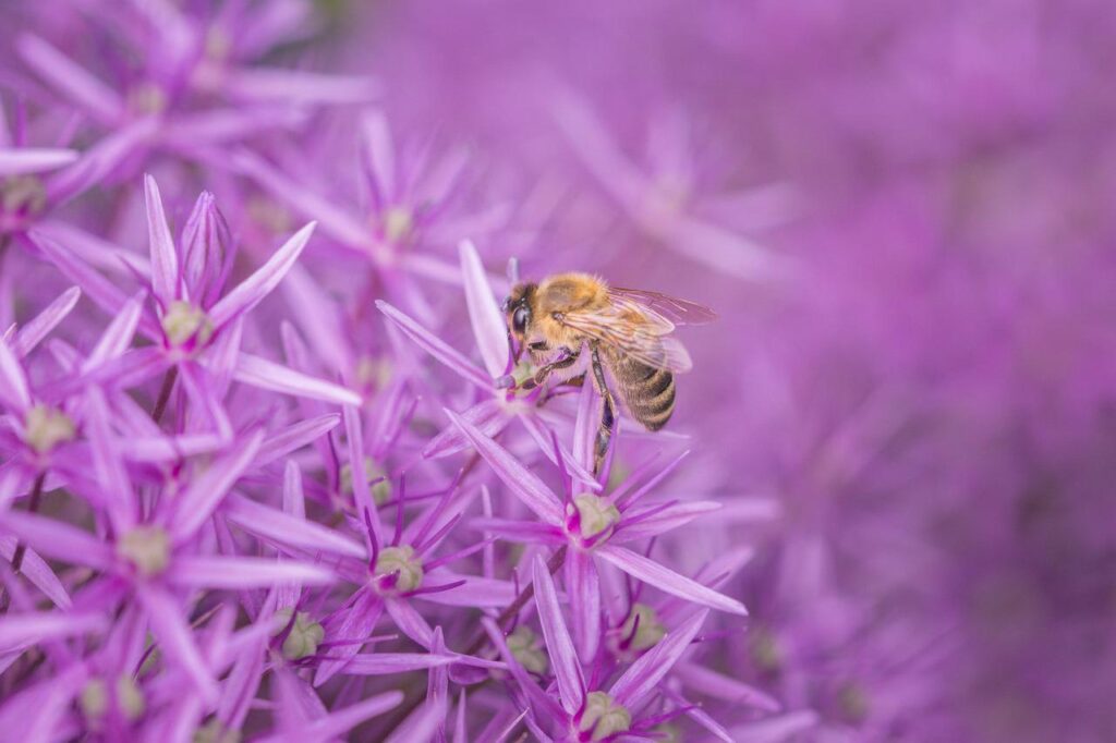 花の蜜を吸う蜂